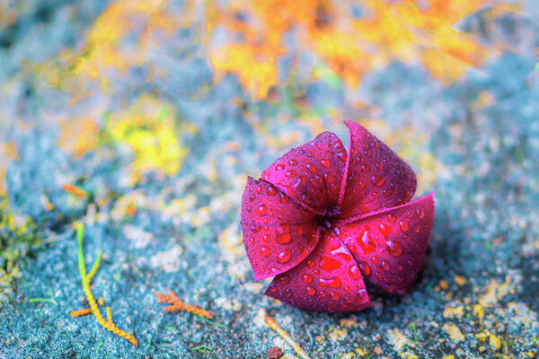 Floral Art Print featuring the photograph After the Rain by Jade Moon