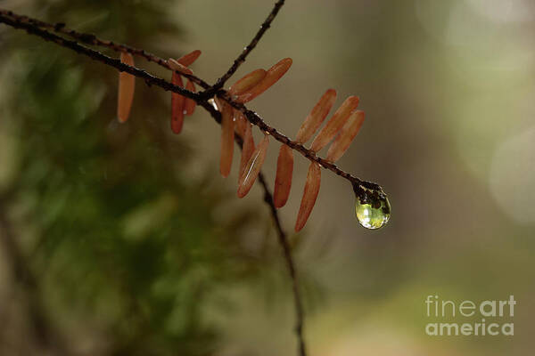Pine Art Print featuring the photograph After The Rain by Mike Eingle