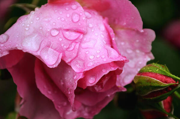 Rose Art Print featuring the photograph After the spring rain by Rumiana Nikolova