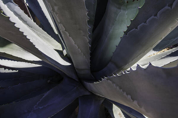 Nature Art Print featuring the photograph Agave Detail by Doug Scrima