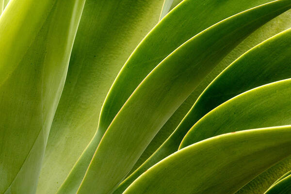 Plant Art Print featuring the photograph Agave by Eric Foltz