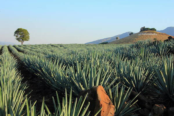 Agave Art Print featuring the photograph Agave Fields by Robert McKinstry