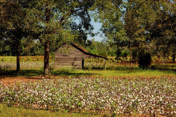 Alabama Art Print featuring the photograph Alabama Cotton Field by Mountain Dreams