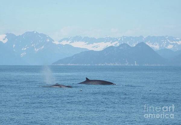 Alaska Art Print featuring the photograph Alaska Finback Whales by Barbara Von Pagel