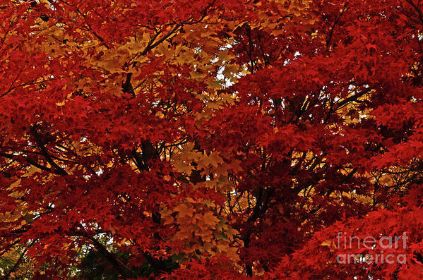 Art For The Wall...patzer Photography Art Print featuring the photograph All About Maple by Greg Patzer