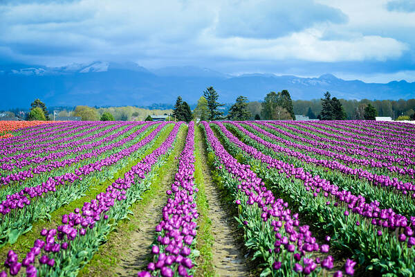 Clouds Art Print featuring the photograph All in Neat Rows by Ronda Broatch