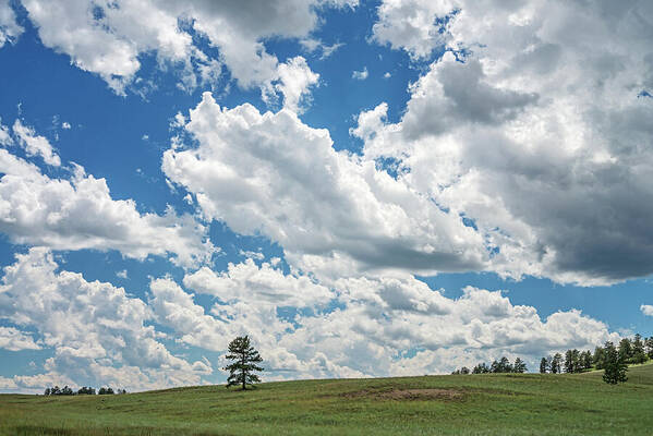 Teller County Art Print featuring the photograph All The Livelong Day by Bijan Pirnia