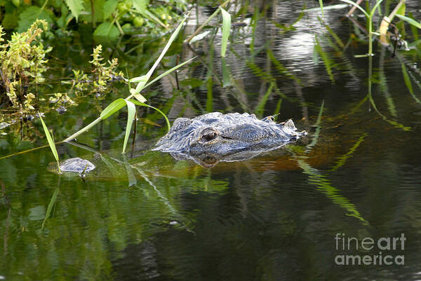 Alligator Art Print featuring the photograph Alligator Hunting by David Lee Thompson
