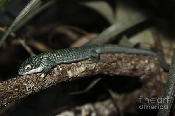 Abronia Graminea Art Print featuring the photograph Alligator Lizard Abronia Graminea by Gerard Lacz