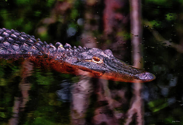 Reptile Art Print featuring the photograph Alligator Waiting 003 by George Bostian