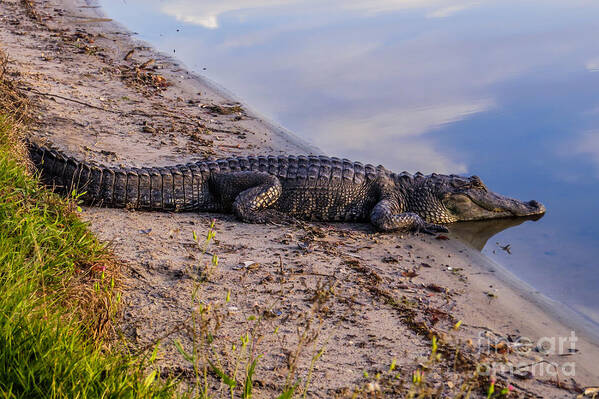 Gators Art Print featuring the photograph Alligator warming in the sun by Zina Stromberg