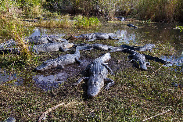 Nature Art Print featuring the photograph Alligators 280 by Michael Fryd