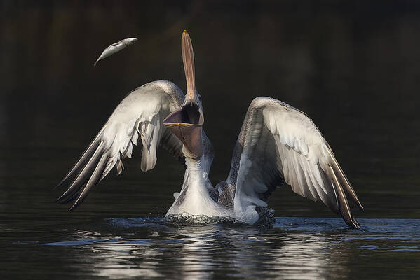 Pelican Art Print featuring the photograph Allignment by C.s.tjandra