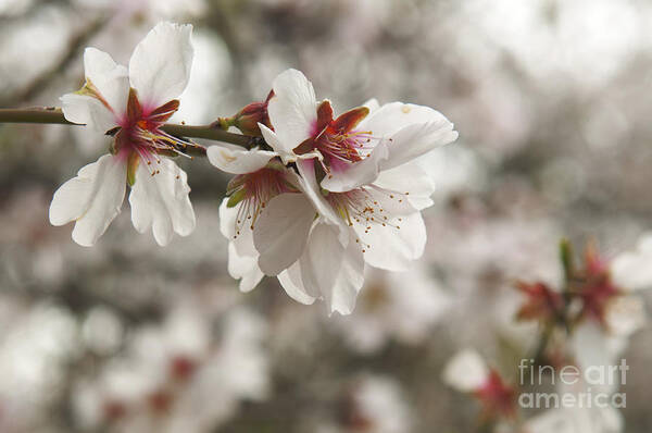 Almond Art Print featuring the photograph Almond Blossoms by Shahar Tamir