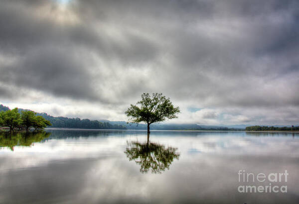 Tree Art Print featuring the photograph Alone by Douglas Stucky