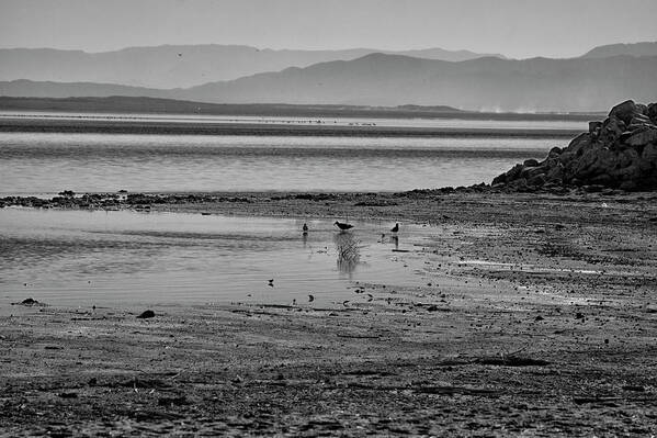 Photo From The Salton Sea Shoreline Art Print featuring the photograph Along The Shore by Mike Trueblood
