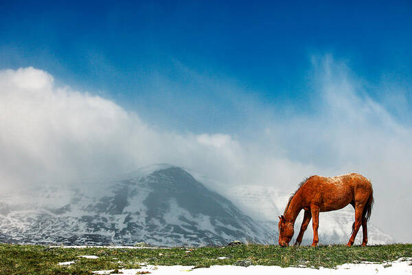 Wild Art Print featuring the photograph Alpine Equine by Todd Klassy