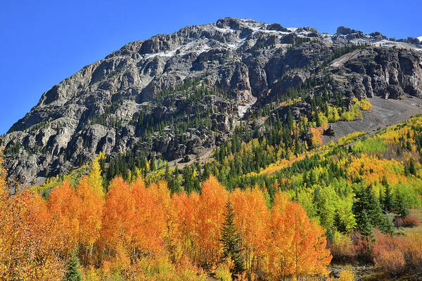 Colorado Art Print featuring the photograph Alpine Loop Road Aspens by Ray Mathis