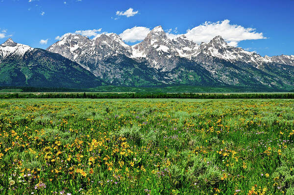 Grand Teton National Park Art Print featuring the photograph Alpine Spring by Greg Norrell