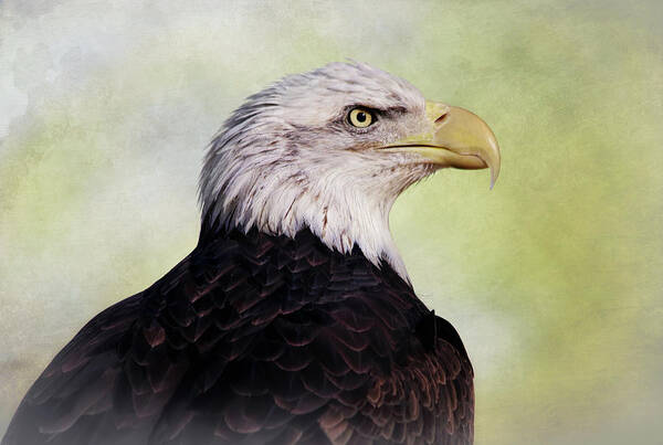 Bald Eagle Art Print featuring the photograph American Bald Eagle by Elaine Malott