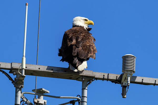 Bald Eagle Art Print featuring the photograph American Bald Eagle on Communication Tower by David Gn
