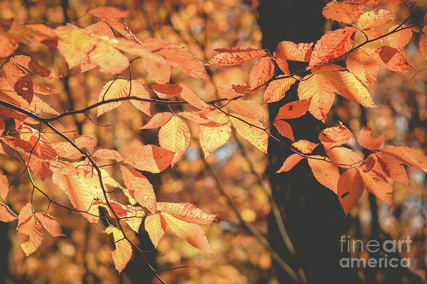 Fagus Grandifolia Art Print featuring the photograph American Beech Tree by Cheryl Baxter