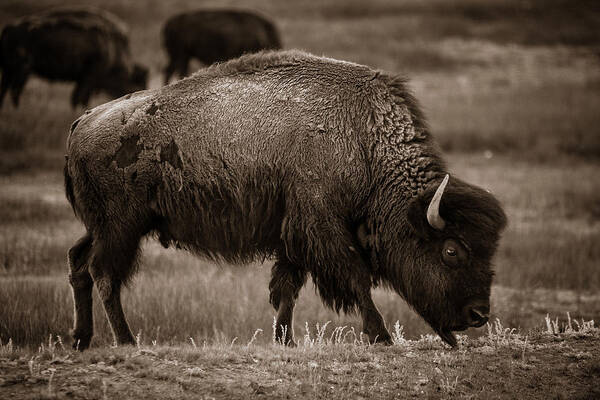 American West Art Print featuring the photograph American Buffalo Grazing by Chris Bordeleau