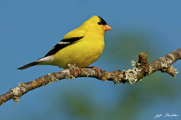 American Goldfinch Art Print featuring the photograph American Goldfinch Perched in a Tree by Jeff Goulden