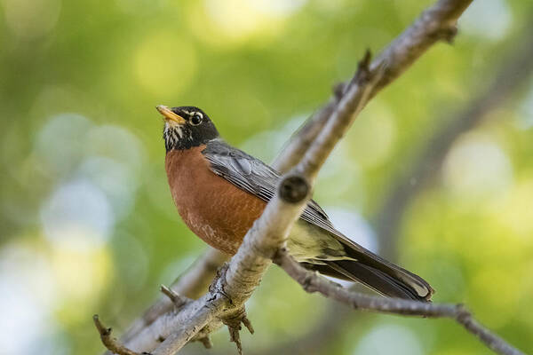 American Robin Art Print featuring the photograph American Robin   by Holden The Moment