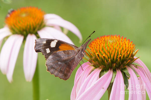 American Snout Art Print featuring the photograph American Snout Butterfly on Echinacea by Robert E Alter Reflections of Infinity