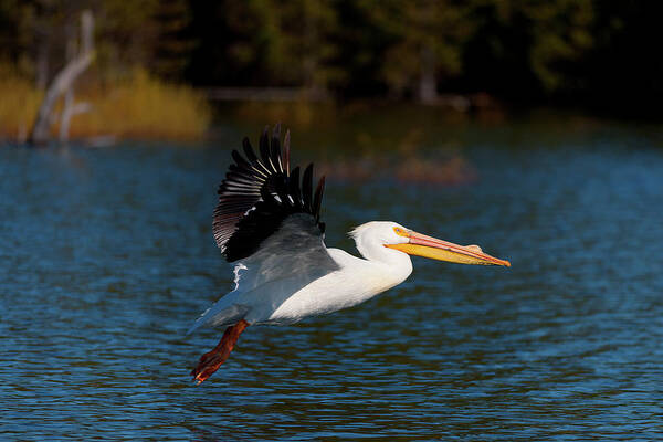 American Art Print featuring the photograph American White Pelican by Andrew Kumler