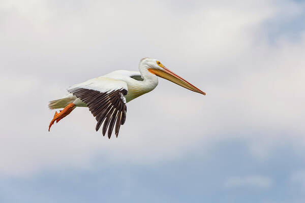 Pelican Art Print featuring the photograph American White Pelican Cruising by James BO Insogna