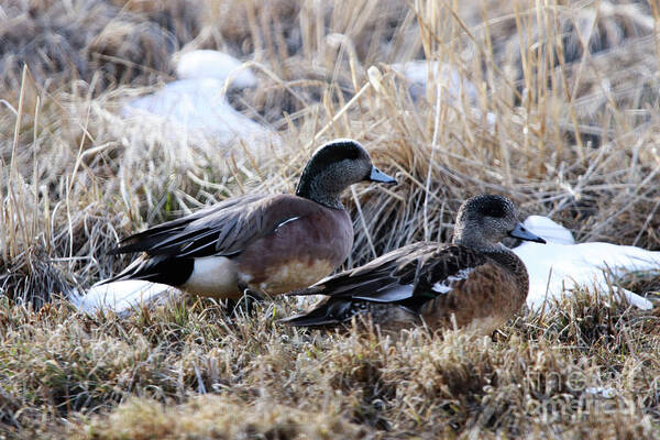 American Wigeon Mated Pair Art Print featuring the photograph American Wigeon Mated Pair by Alyce Taylor