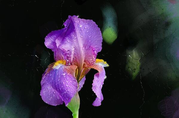 Beautiful Art Print featuring the digital art Amethyst iris by Debra Baldwin