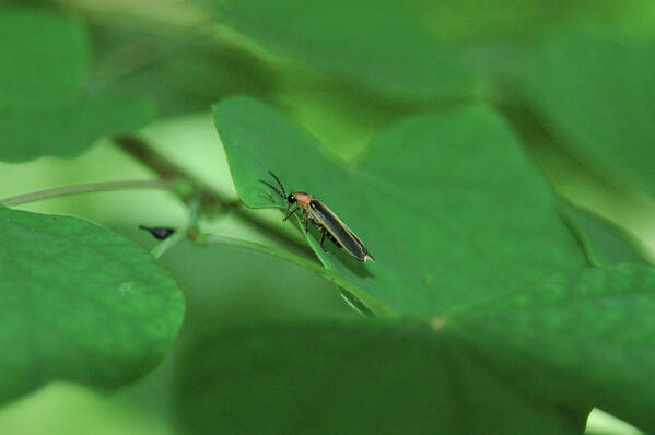 Lightning Bug. Bio Luminescent Creature. Art Print featuring the photograph Among Green Leaves by Gregory Blank