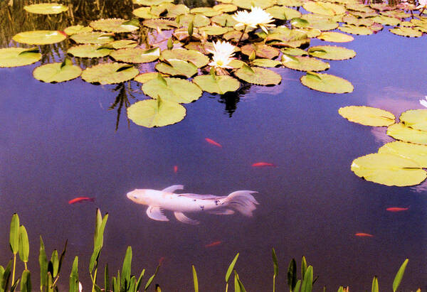 Fish Art Print featuring the photograph Among The Lilies by Jan Amiss Photography