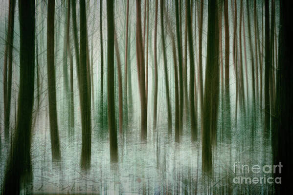 Nature Art Print featuring the photograph Among the Trees II by David Lichtneker