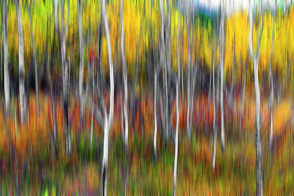 Fall Art Print featuring the photograph Amongst Poplar And Wintergrass by Richard George