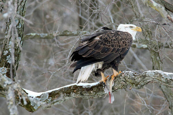Bald Eagle Art Print featuring the photograph An Eagles Catch by Brook Burling