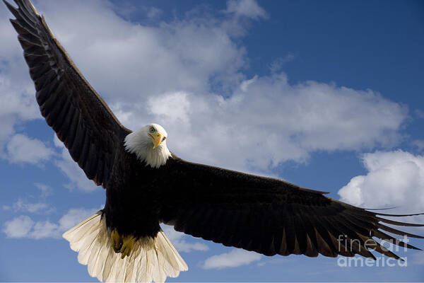 Afternoon Art Print featuring the photograph An Eagles Wingspan by John Hyde - Printscapes