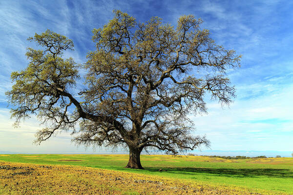 Oak Art Print featuring the photograph An Oak In Spring by James Eddy