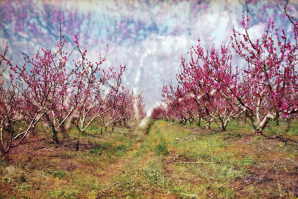 An Orchard In Blossom In The Golan Heights Art Print featuring the photograph An orchard in blossom in the Golan Heights by Dubi Roman