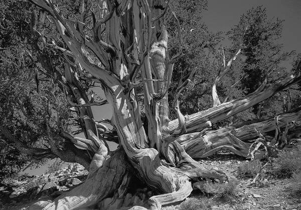 Bristlecone Pine Art Print featuring the photograph Ancient Bristlecone Pine Tree, Composition 5 BW, Inyo National Forest, White Mountains, California by Kathy Anselmo