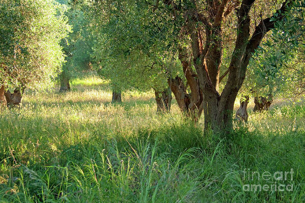 Nature Art Print featuring the photograph Ancient Olive Trees on the Gargano Coast by Julia Hiebaum