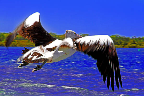 Pelican Art Print featuring the photograph And The Seagull Follows Pelican by Miroslava Jurcik