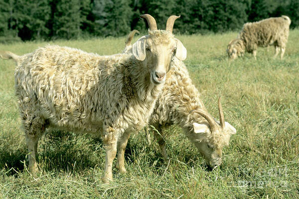 Angora Art Print featuring the photograph Angora Goats by Inga Spence