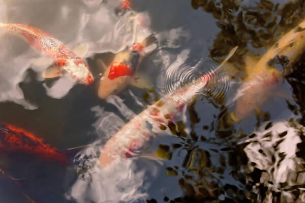 Fish Art Print featuring the photograph Animal - Fish - Being koi by Mike Savad