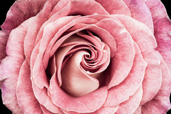 Petal Art Print featuring the photograph Anniversary Rose by Deborah Klubertanz