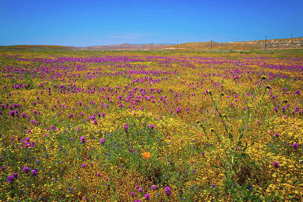 Antelope Valley Art Print featuring the photograph Antelope Valley Superbloom 2017 by Lynn Bauer