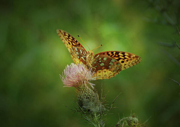 Butterfly Art Print featuring the photograph Aphrodite Fritillary Butterfly by Sandy Keeton